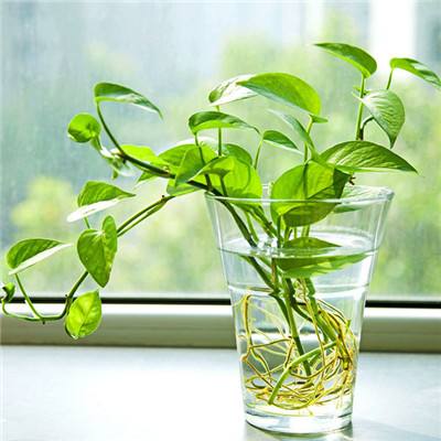 火狐体育APPapp下载